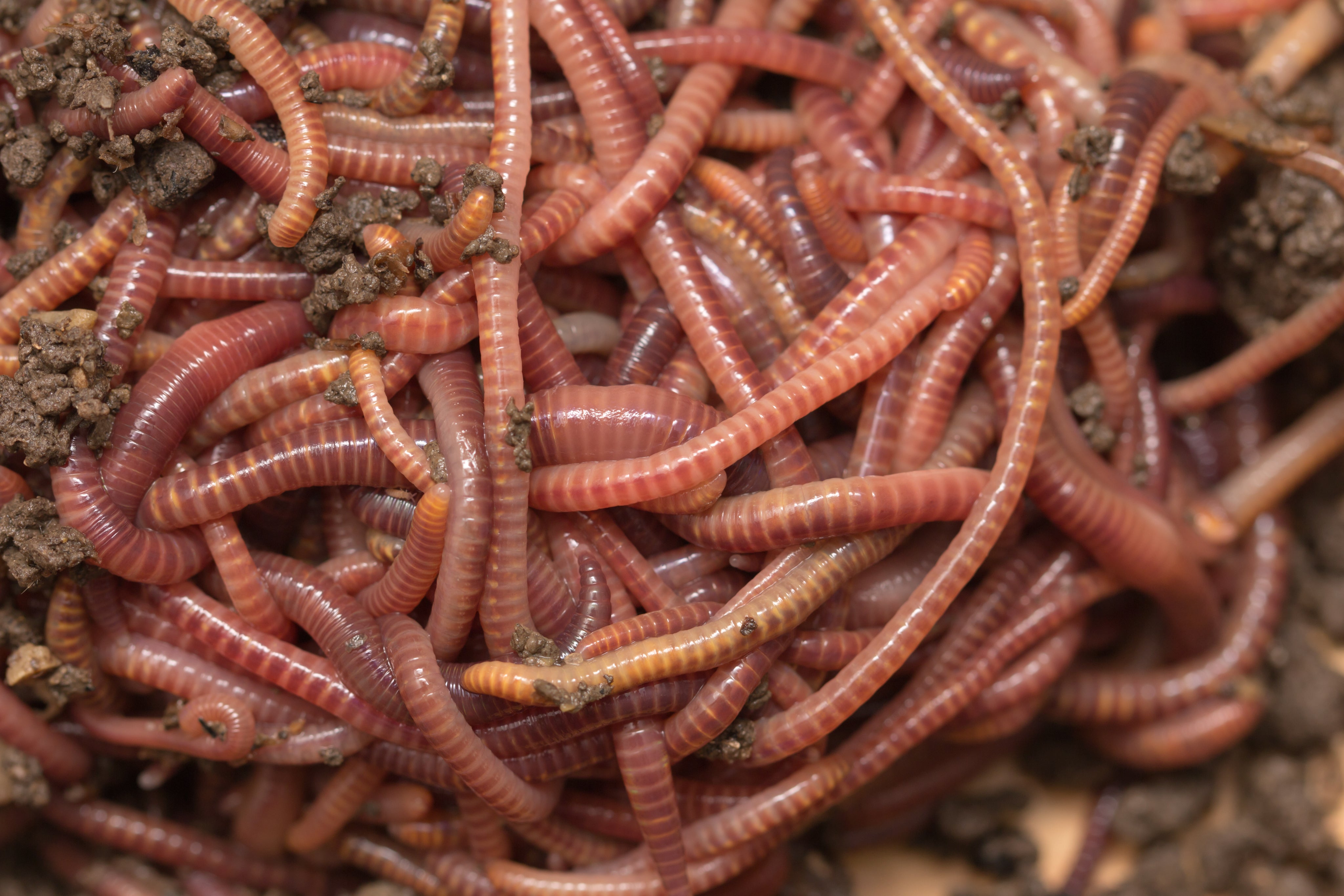 Bulk Worms – Wiggly Worm Castings