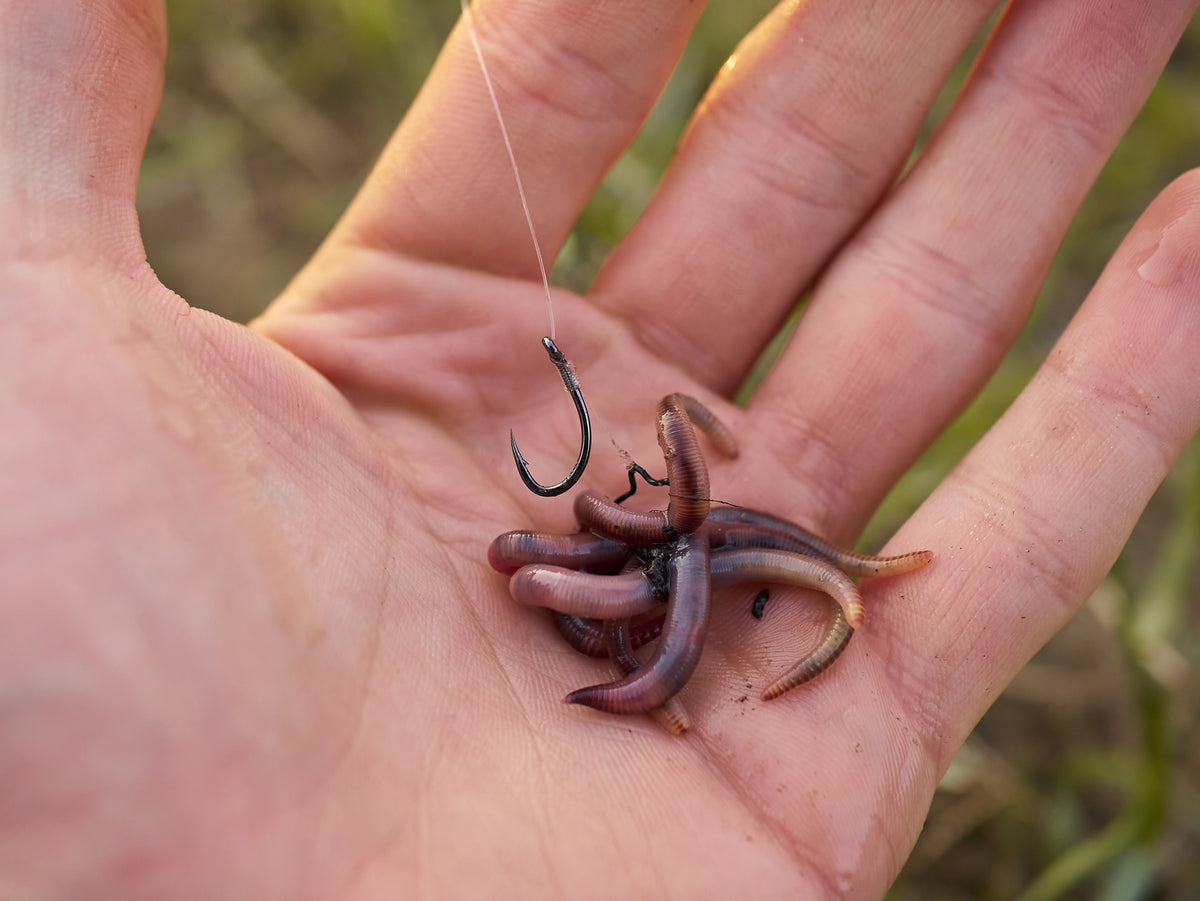Worms – Wiggly Worm Castings
