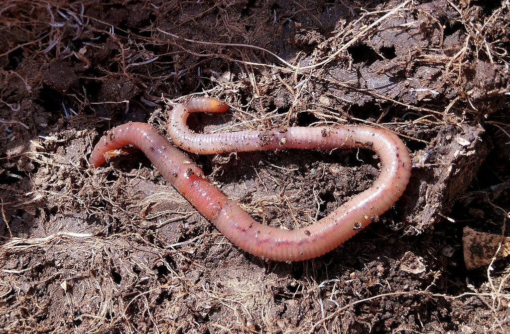 Pure Red Wiggler Composting Worms (SC) – Wiggly Worm Castings